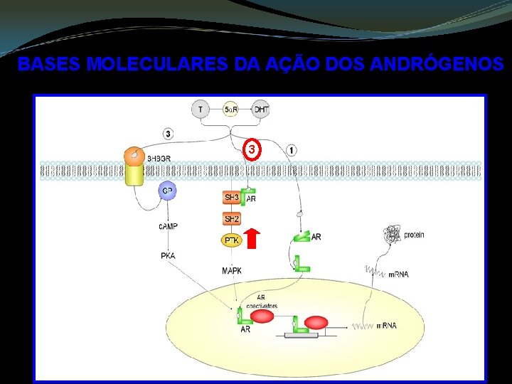 BASES MOLECULARES DA AÇÃO DOS ANDRÓGENOS 3 