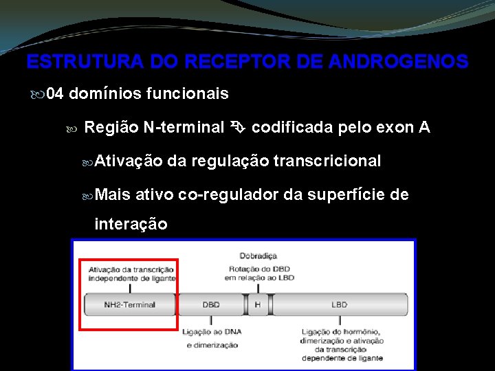 ESTRUTURA DO RECEPTOR DE ANDROGENOS 04 domínios funcionais Região N-terminal codificada pelo exon A