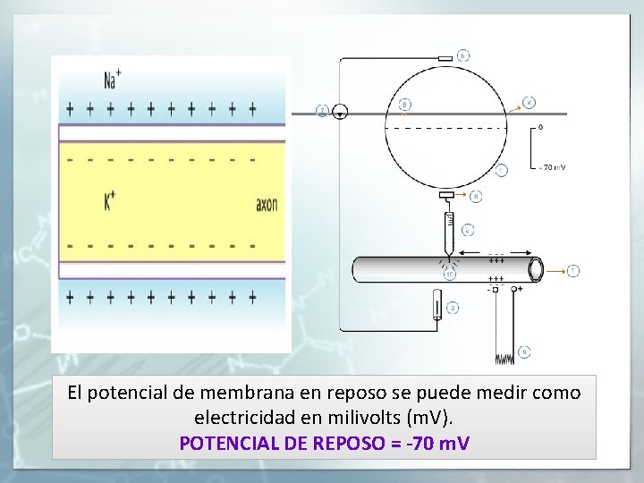 El potencial de membrana en reposo se puede medir como electricidad en milivolts (m.