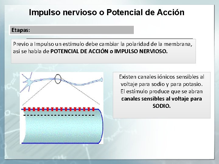 Impulso nervioso o Potencial de Acción Etapas: Previo a Impulso un estimulo debe cambiar