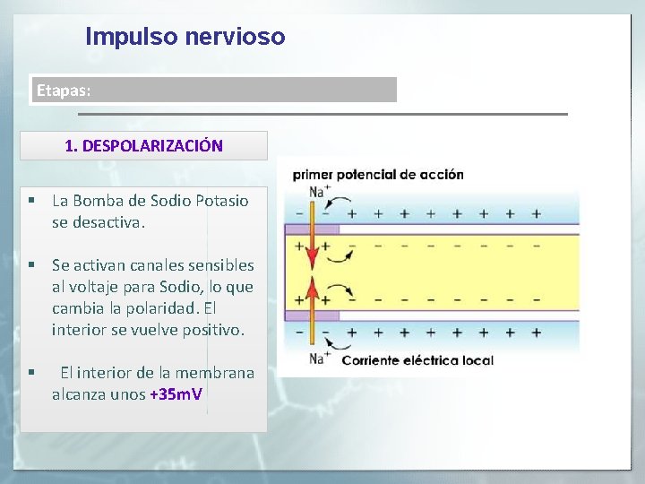 Impulso nervioso Etapas: 1. DESPOLARIZACIÓN § La Bomba de Sodio Potasio se desactiva. §