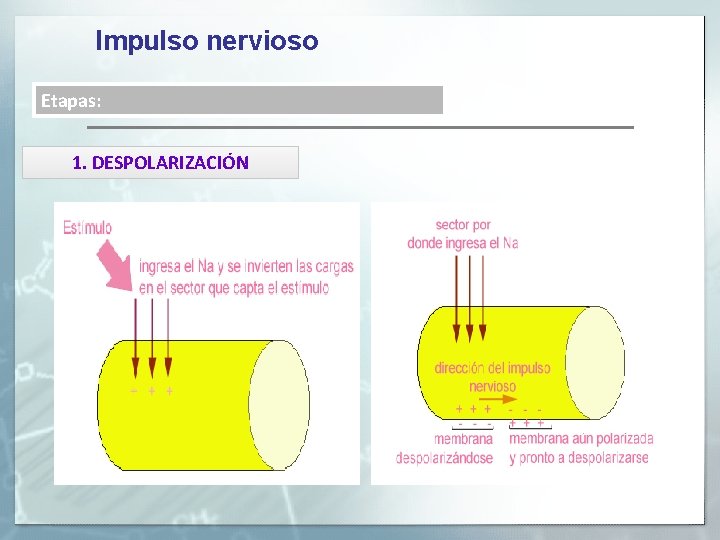 Impulso nervioso Etapas: 1. DESPOLARIZACIÓN 