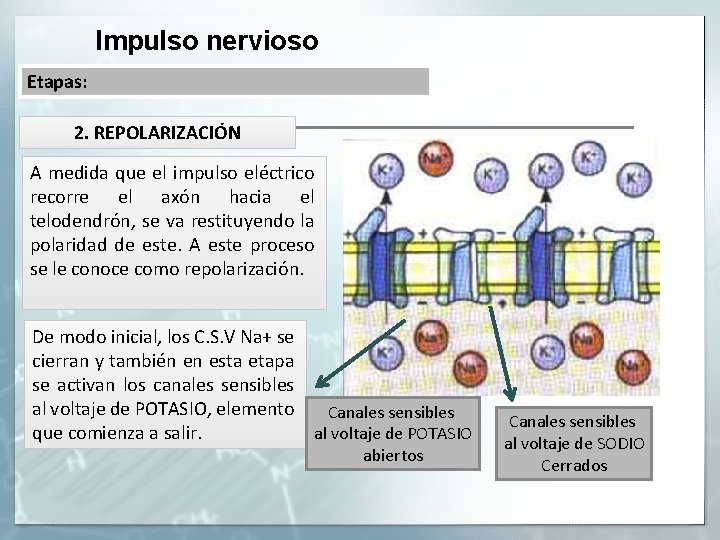 Impulso nervioso Etapas: 2. REPOLARIZACIÓN A medida que el impulso eléctrico recorre el axón