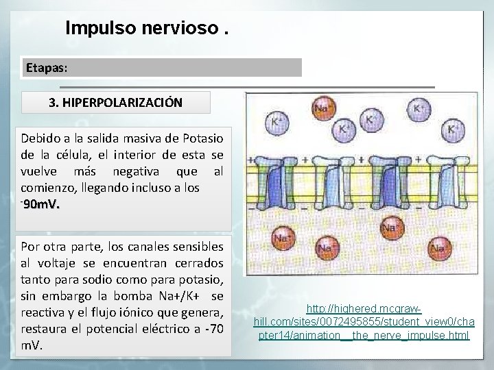 Impulso nervioso. Etapas: 3. HIPERPOLARIZACIÓN Debido a la salida masiva de Potasio de la