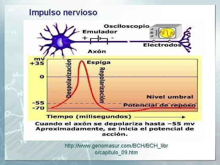 Impulso nervioso http: //www. genomasur. com/BCH_libr o/capitulo_09. htm 