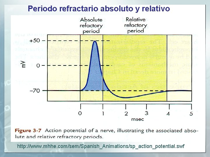 Periodo refractario absoluto y relativo http: //www. mhhe. com/sem/Spanish_Animations/sp_action_potential. swf 