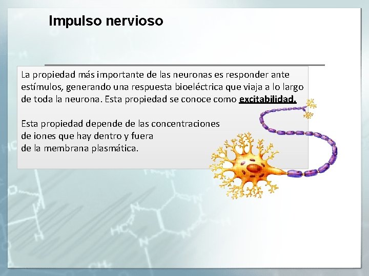 Impulso nervioso La propiedad más importante de las neuronas es responder ante estímulos, generando