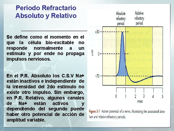 Periodo Refractario Absoluto y Relativo Se define como el momento en el que la Periodo Refractario Absoluto y Relativo Se define como el momento en el que la