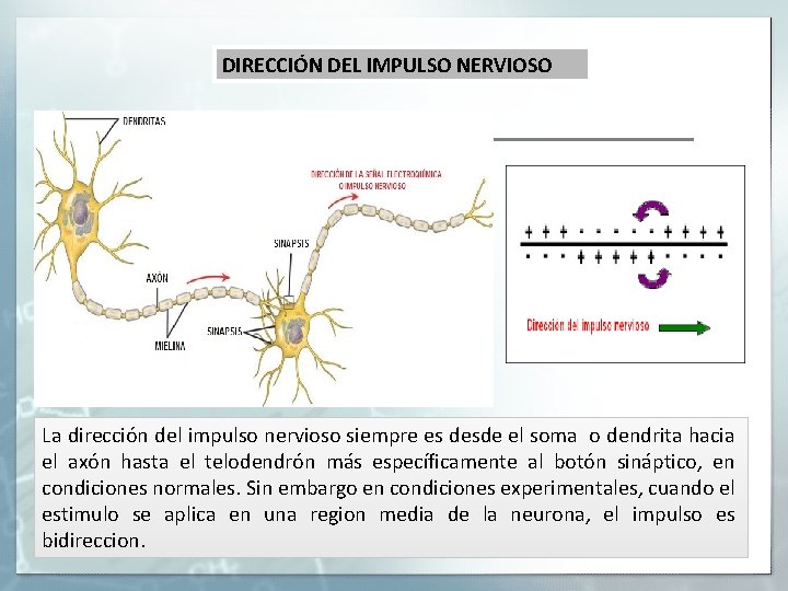 DIRECCIÓN DEL IMPULSO NERVIOSO La dirección del impulso nervioso siempre es desde el soma