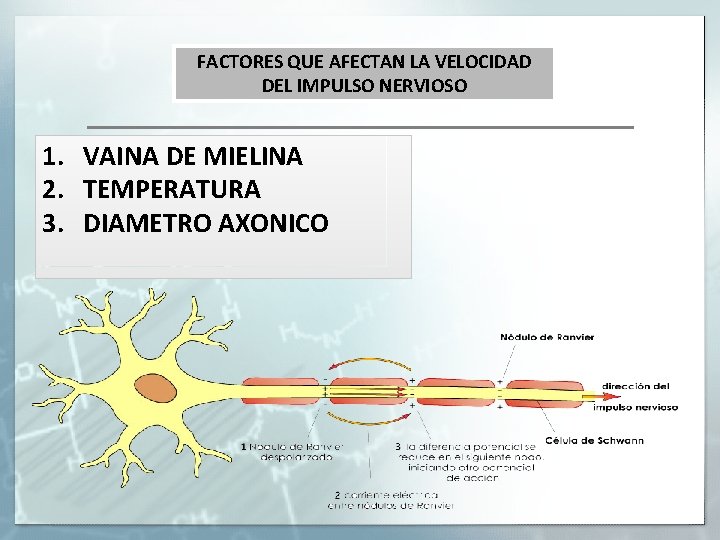 FACTORES QUE AFECTAN LA VELOCIDAD DEL IMPULSO NERVIOSO 1. VAINA DE MIELINA 2. TEMPERATURA