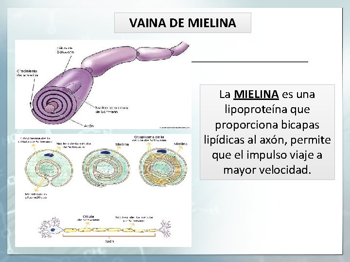 VAINA DE MIELINA La MIELINA es una lipoproteína que proporciona bicapas lipídicas al axón,