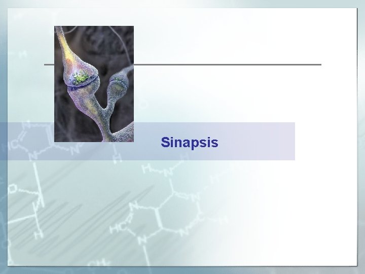 Sinapsis 