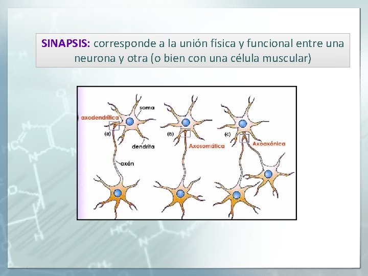 SINAPSIS: corresponde a la unión física y funcional entre una neurona y otra (o SINAPSIS: corresponde a la unión física y funcional entre una neurona y otra (o