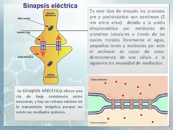 Sinapsis eléctrica La sinapsis eléctrica ofrece una vía de baja resistencia entre neuronas, y