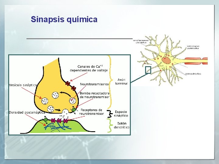 Sinapsis química 