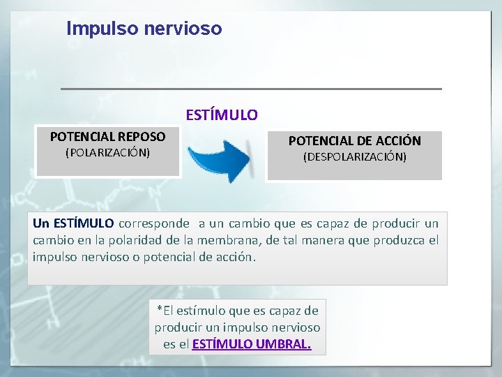 Impulso nervioso ESTÍMULO POTENCIAL REPOSO (POLARIZACIÓN) POTENCIAL DE ACCIÓN (DESPOLARIZACIÓN) Un ESTÍMULO corresponde a