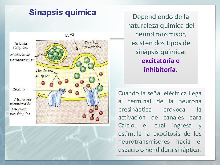 Sinapsis química Dependiendo de la naturaleza química del neurotransmisor, existen dos tipos de sinápsis