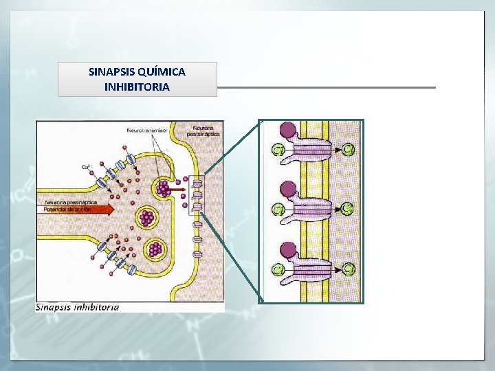 SINAPSIS QUÍMICA INHIBITORIA 