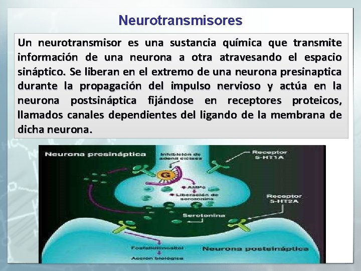 Neurotransmisores Un neurotransmisor es una sustancia química que transmite información de una neurona a