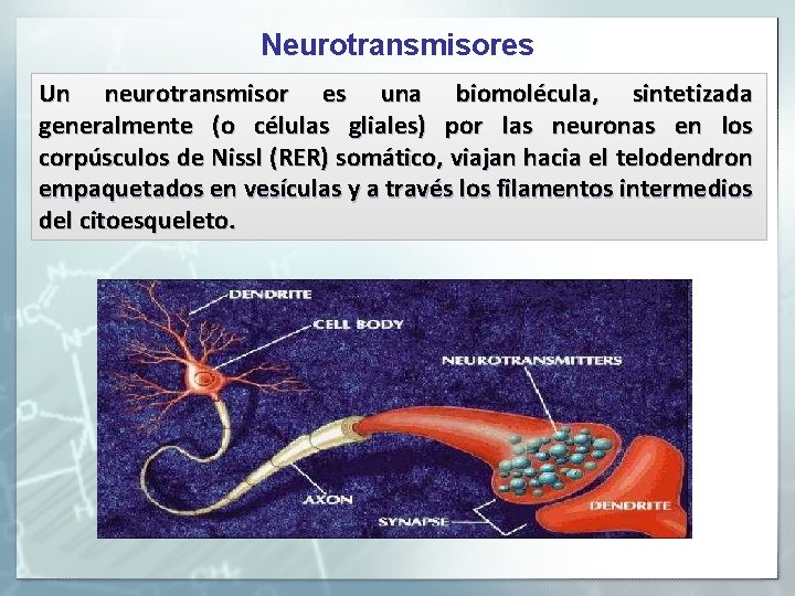 Neurotransmisores Un neurotransmisor es una biomolécula, sintetizada generalmente (o células gliales) por las neuronas