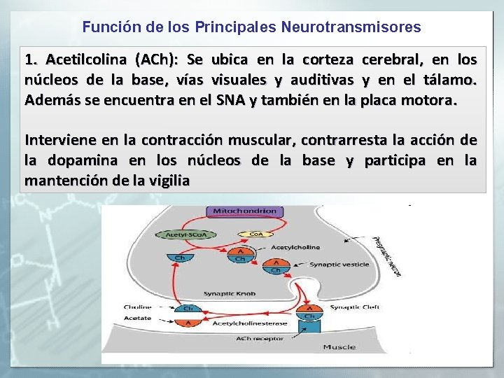 Función de los Principales Neurotransmisores 1. Acetilcolina (ACh): Se ubica en la corteza cerebral,