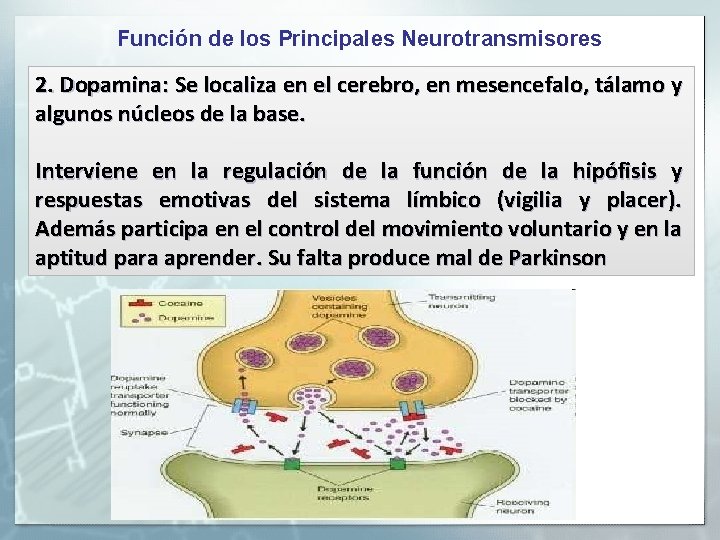 Función de los Principales Neurotransmisores 2. Dopamina: Se localiza en el cerebro, en mesencefalo,