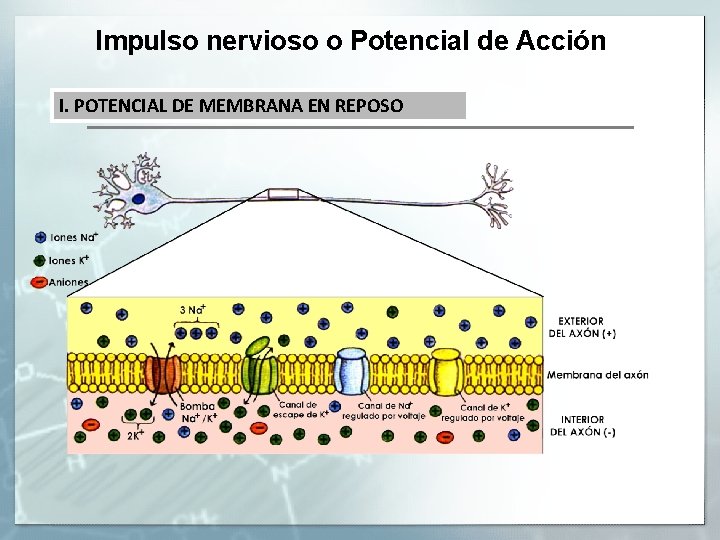 Impulso nervioso o Potencial de Acción I. POTENCIAL DE MEMBRANA EN REPOSO 