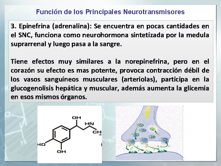 Función de los Principales Neurotransmisores 3. Epinefrina (adrenalina): Se encuentra en pocas cantidades en