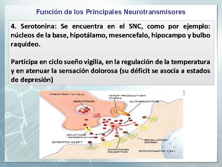 Función de los Principales Neurotransmisores 4. Serotonina: Se encuentra en el SNC, como por