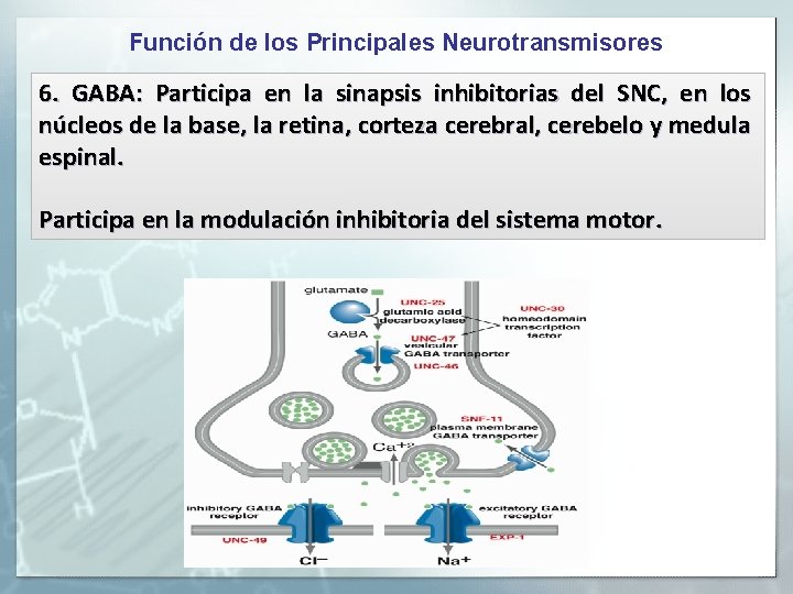 Función de los Principales Neurotransmisores 6. GABA: Participa en la sinapsis inhibitorias del SNC, Función de los Principales Neurotransmisores 6. GABA: Participa en la sinapsis inhibitorias del SNC,