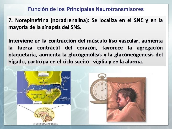 Función de los Principales Neurotransmisores 7. Norepinefrina (noradrenalina): Se localiza en el SNC y