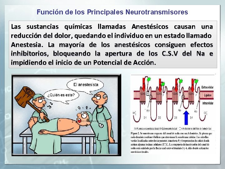 Función de los Principales Neurotransmisores Las sustancias químicas llamadas Anestésicos causan una reducción del