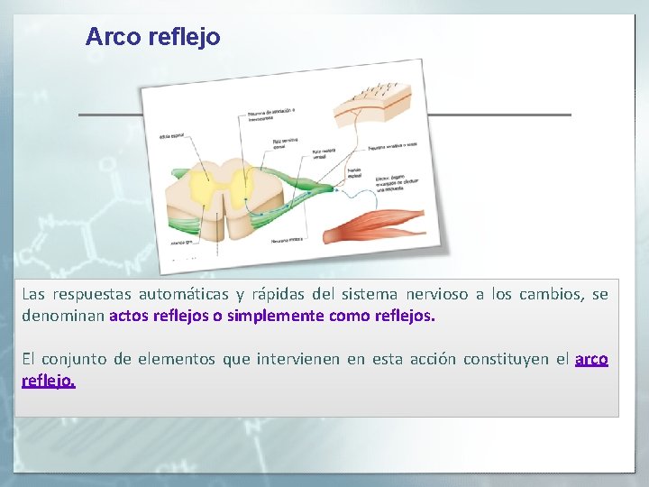 Arco reflejo Las respuestas automáticas y rápidas del sistema nervioso a los cambios, se