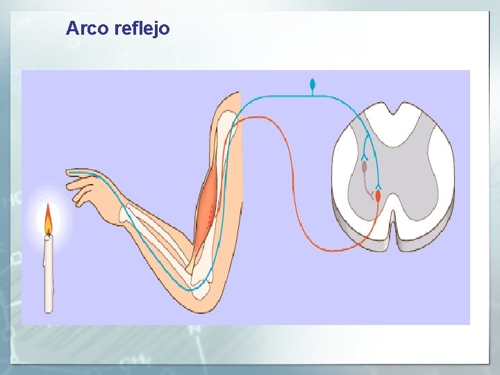 Arco reflejo Arco reflejo