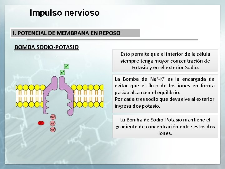 Impulso nervioso I. POTENCIAL DE MEMBRANA EN REPOSO BOMBA SODIO-POTASIO Esto permite que el