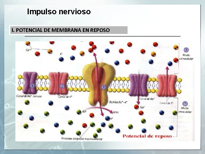 Impulso nervioso I. POTENCIAL DE MEMBRANA EN REPOSO Impulso nervioso I. POTENCIAL DE MEMBRANA EN REPOSO