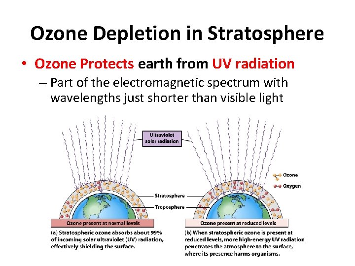 Ozone Depletion in Stratosphere • Ozone Protects earth from UV radiation – Part of