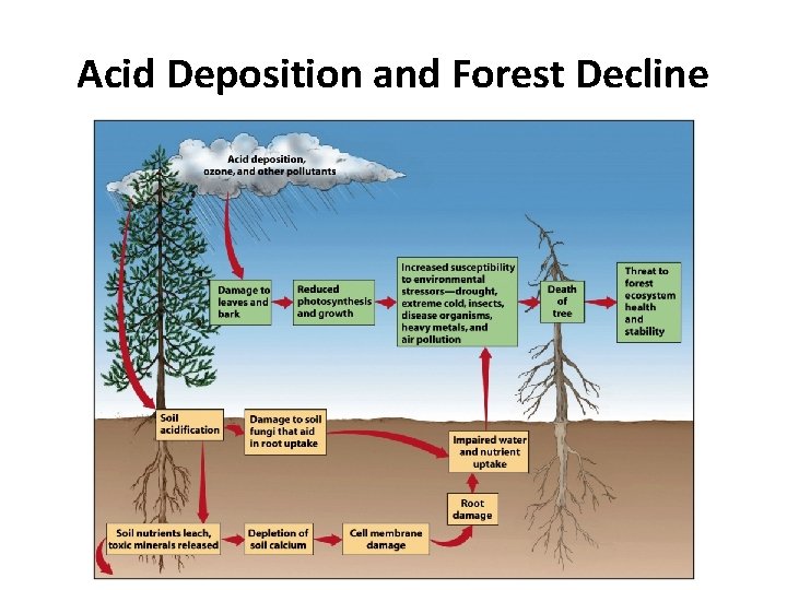 Acid Deposition and Forest Decline 