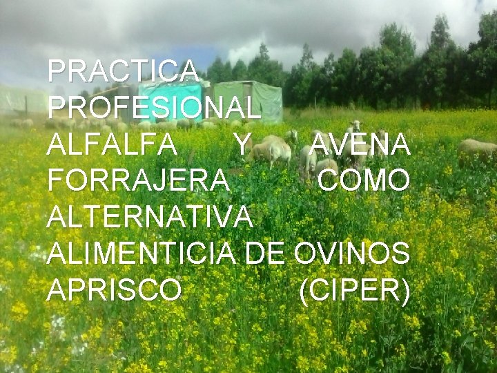 PRACTICA PROFESIONAL ALFALFA Y AVENA FORRAJERA COMO ALTERNATIVA ALIMENTICIA DE OVINOS APRISCO (CIPER) 