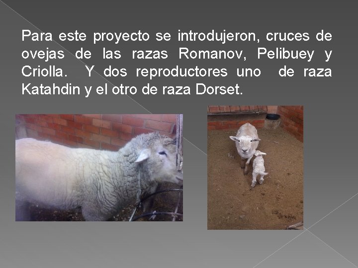 Para este proyecto se introdujeron, cruces de ovejas de las razas Romanov, Pelibuey y