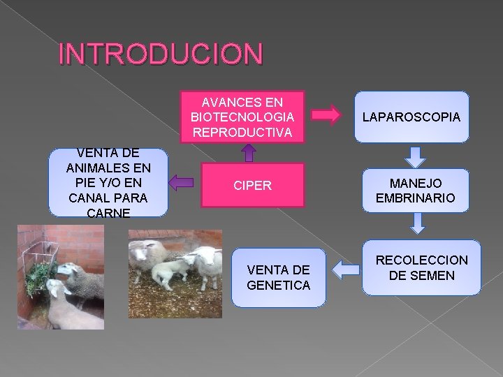 INTRODUCION AVANCES EN BIOTECNOLOGIA REPRODUCTIVA VENTA DE ANIMALES EN PIE Y/O EN CANAL PARA