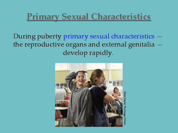 Primary Sexual Characteristics During puberty primary sexual characteristics — the reproductive organs and external Primary Sexual Characteristics During puberty primary sexual characteristics — the reproductive organs and external