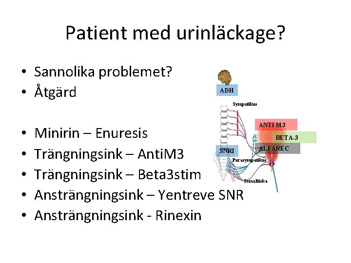 Patient med urinläckage? • Sannolika problemet? • Åtgärd ADH Sympatikus • • • Minirin