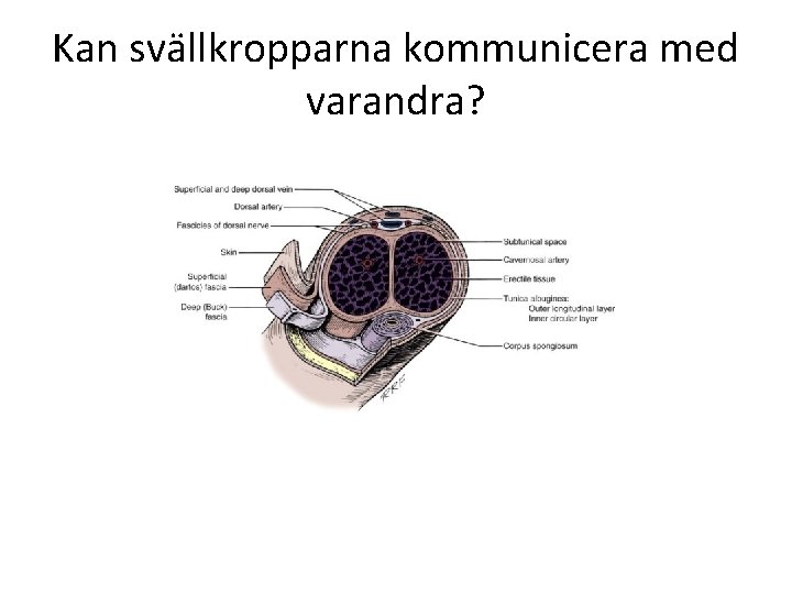 Kan svällkropparna kommunicera med varandra? 