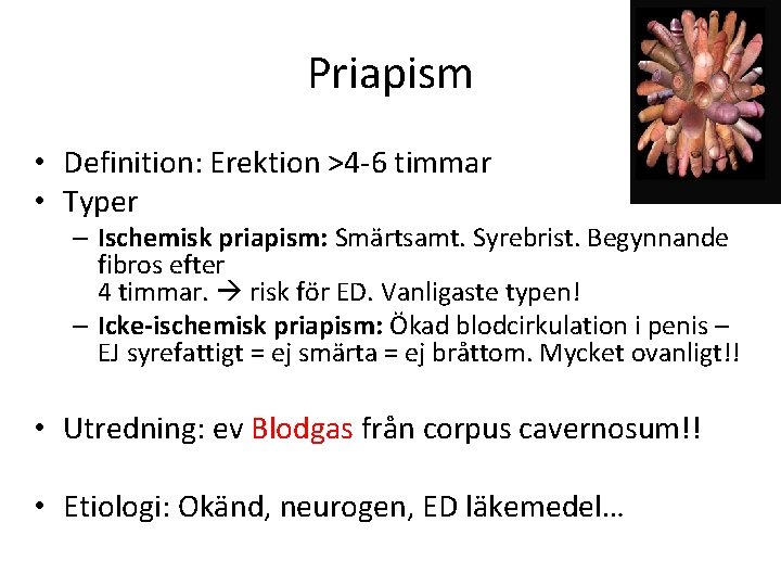 Priapism • Definition: Erektion >4 -6 timmar • Typer – Ischemisk priapism: Smärtsamt. Syrebrist.