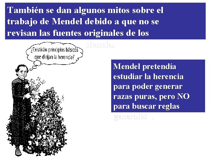 También se dan algunos mitos sobre el trabajo de Mendel debido a que no También se dan algunos mitos sobre el trabajo de Mendel debido a que no