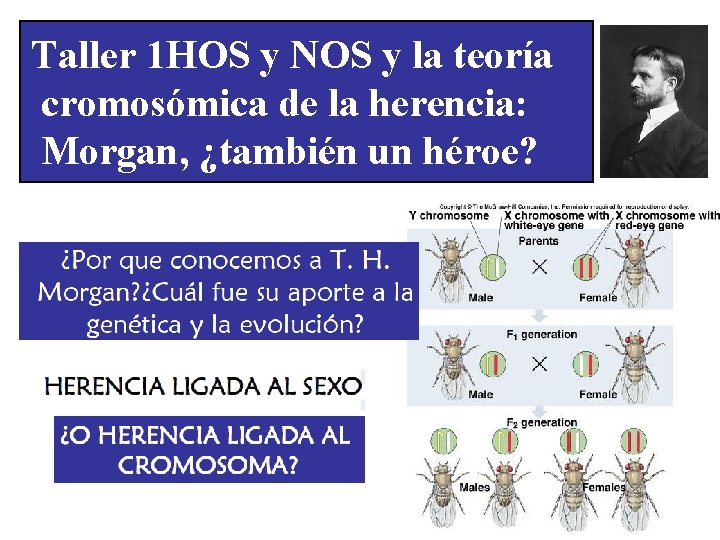 Taller 1 HOS y NOS y la teoría cromosómica de la herencia: Morgan, ¿también Taller 1 HOS y NOS y la teoría cromosómica de la herencia: Morgan, ¿también