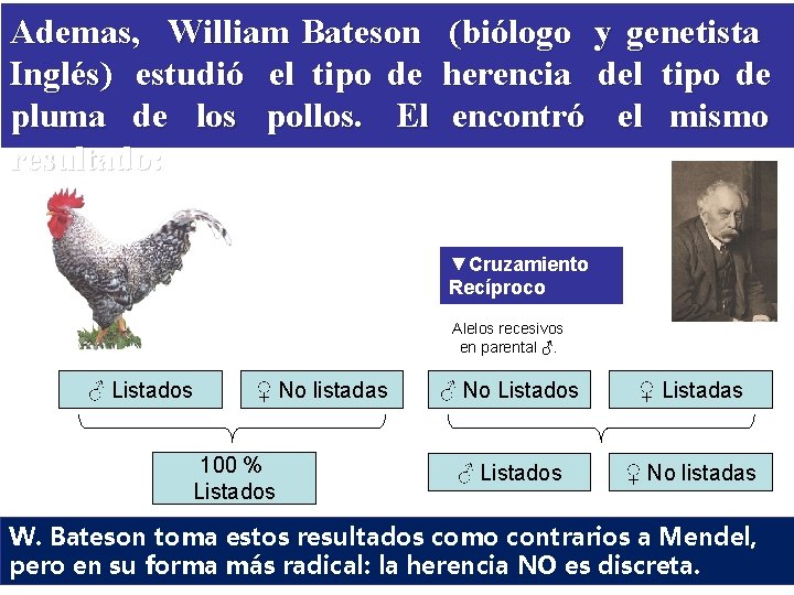 Ademas, William Bateson Inglés) estudió el tipo de pluma de los pollos. El resultado: Ademas, William Bateson Inglés) estudió el tipo de pluma de los pollos. El resultado: