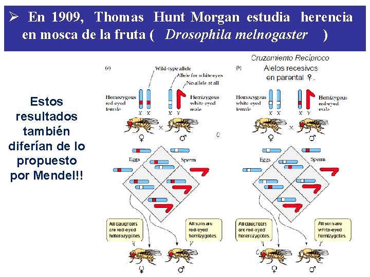 Ø En 1909, Thomas Hunt Morgan estudia herencia en mosca de la fruta ( Ø En 1909, Thomas Hunt Morgan estudia herencia en mosca de la fruta (