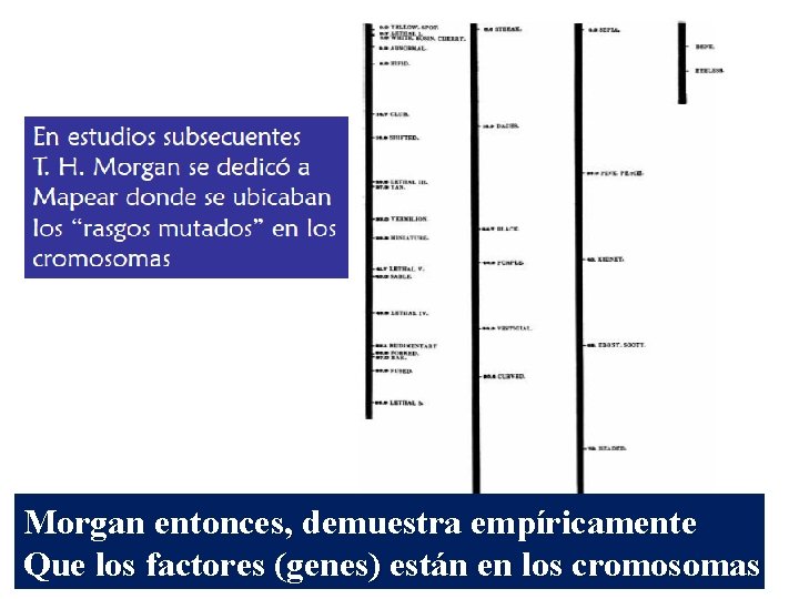 Morgan entonces, demuestra empíricamente Que los factores (genes) están en los cromosomas Morgan entonces, demuestra empíricamente Que los factores (genes) están en los cromosomas